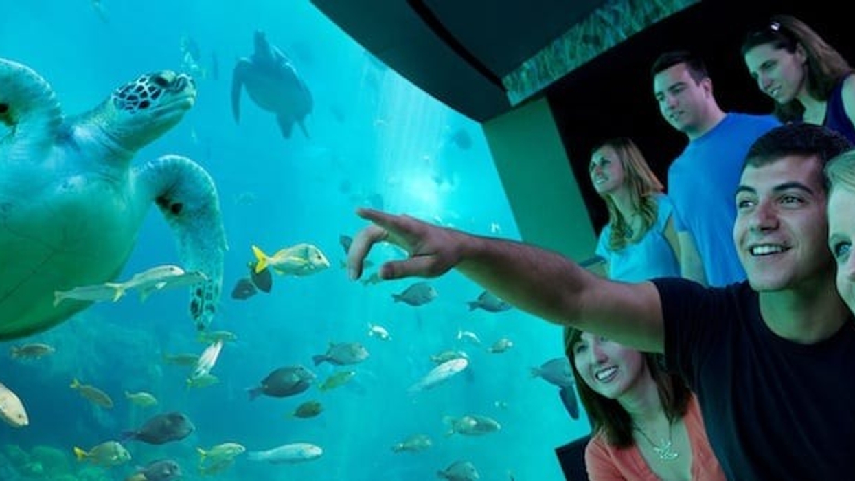 SeaWorld-Orlando-turtle-trek