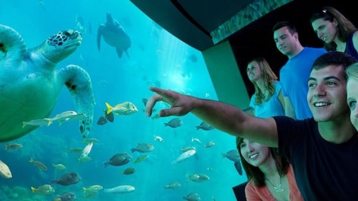 SeaWorld-Orlando-turtle-trek