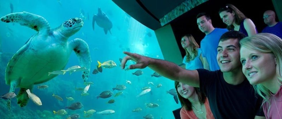 SeaWorld-Orlando-turtle-trek