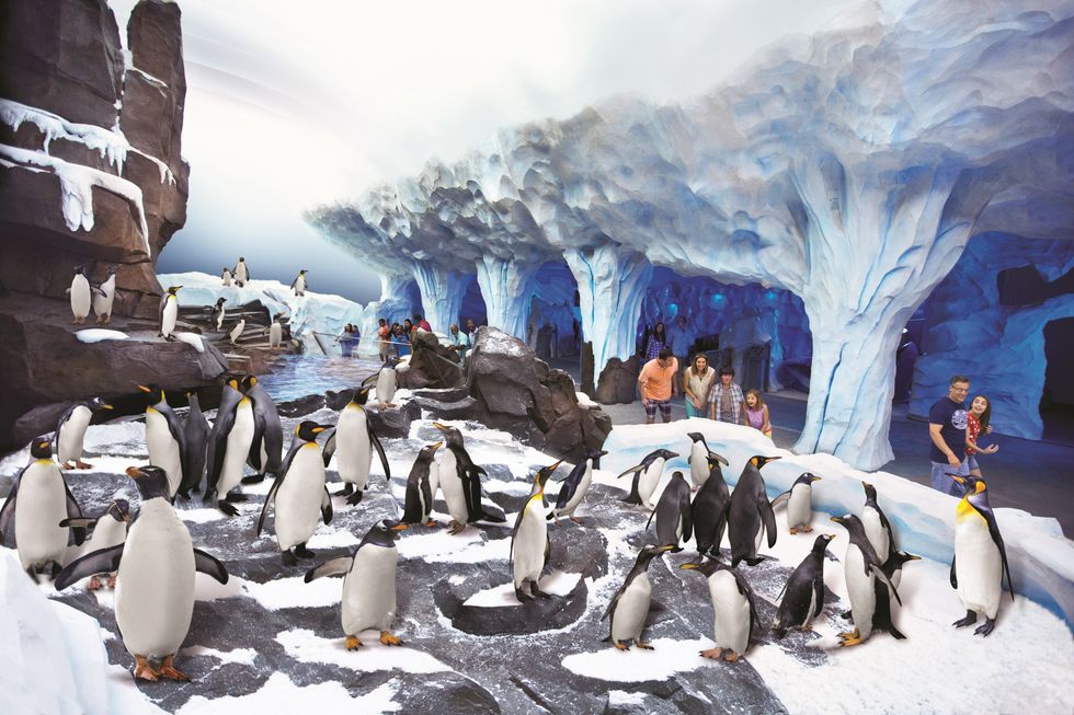 seaworld penguin habitat pgav destinations