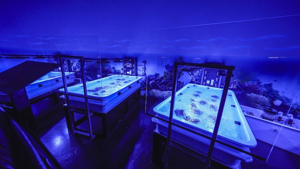 SeaWorld's coral rescue center