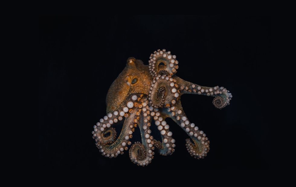 seaworld san diego bayside aquarium