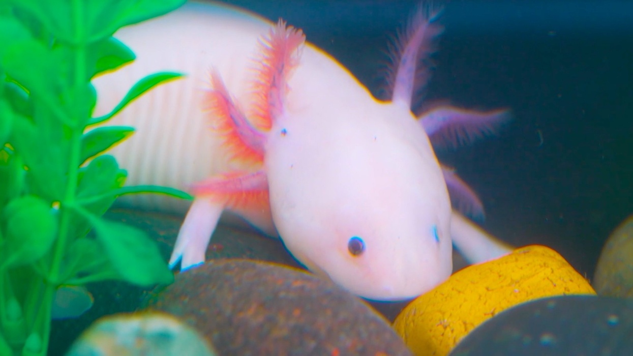 seaworld san diego bayside aquarium