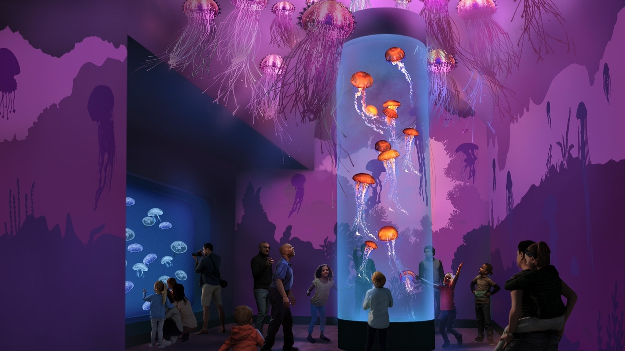 seaworld san diego jellyfish experience