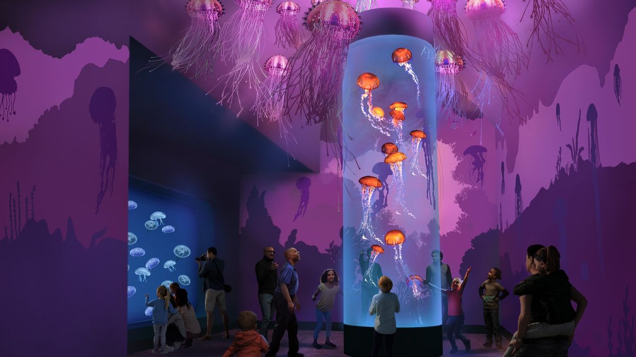 seaworld san diego jellyfish experience