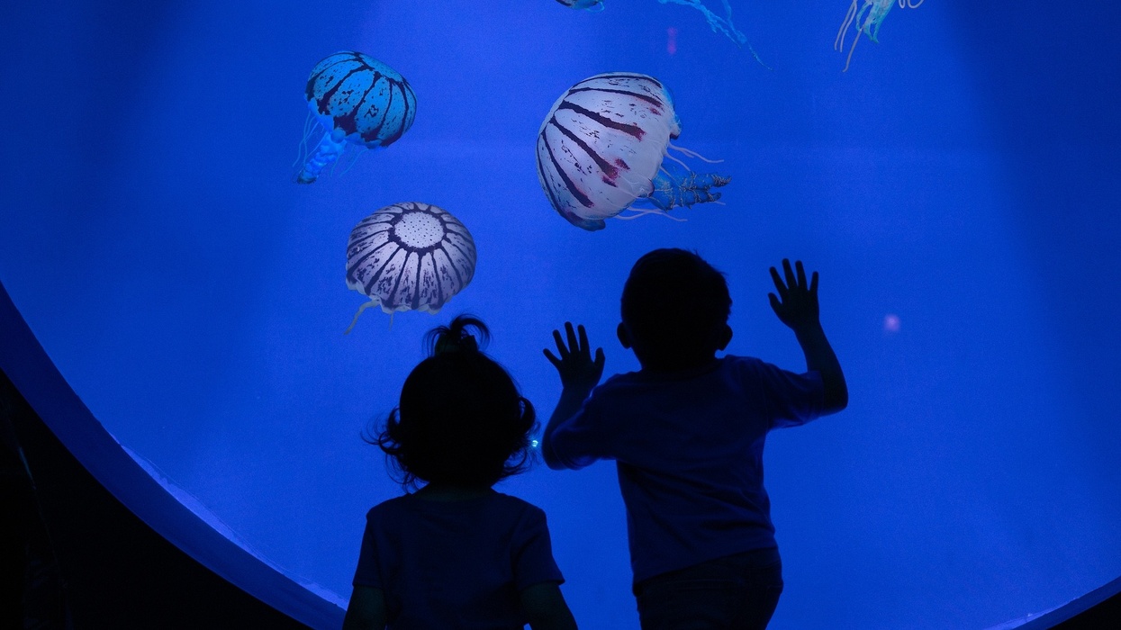 seaworld san diego jellyfish experience