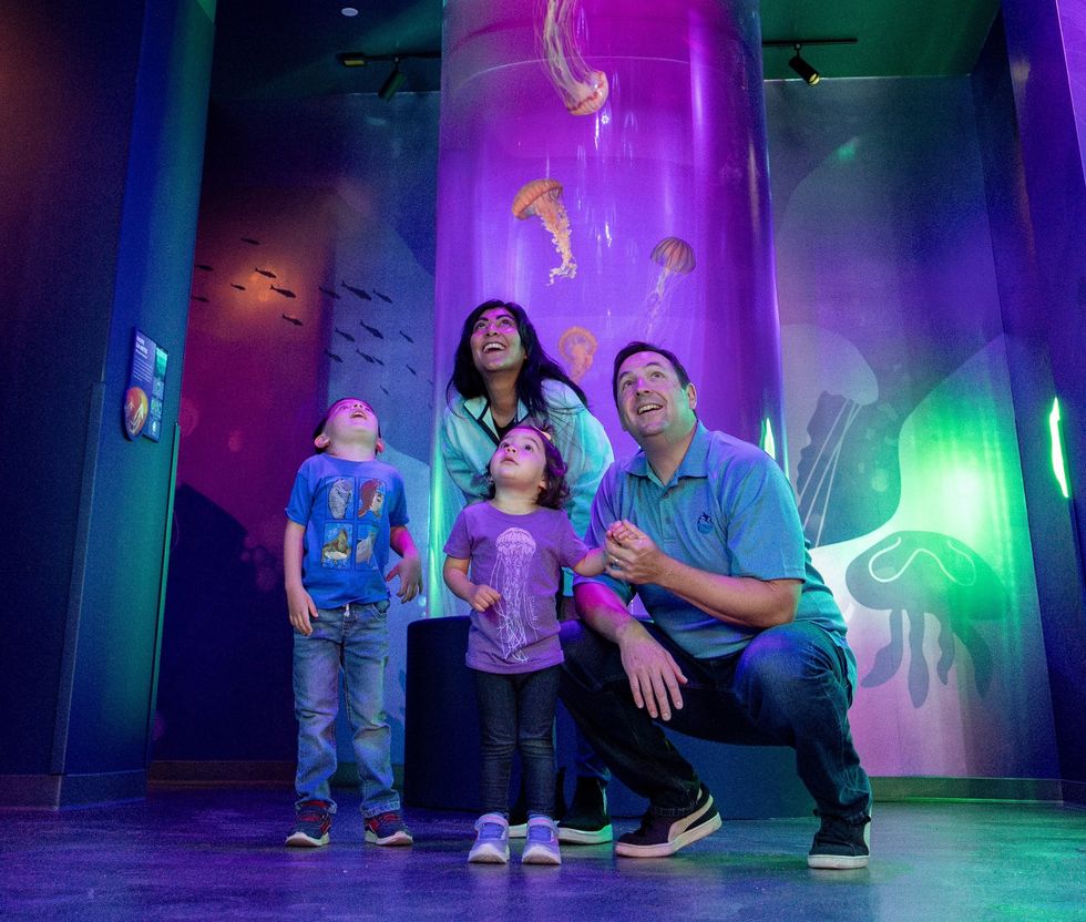 seaworld san diego jellyfish experience