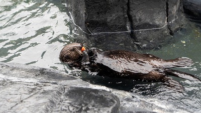 seaworld san diego otter
