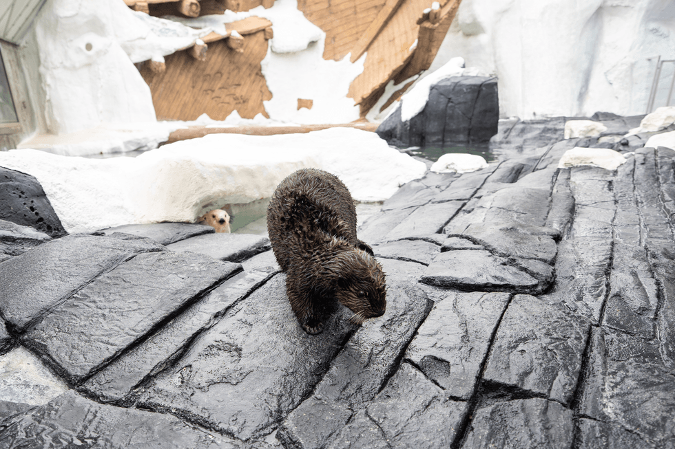 seaworld san diego otter