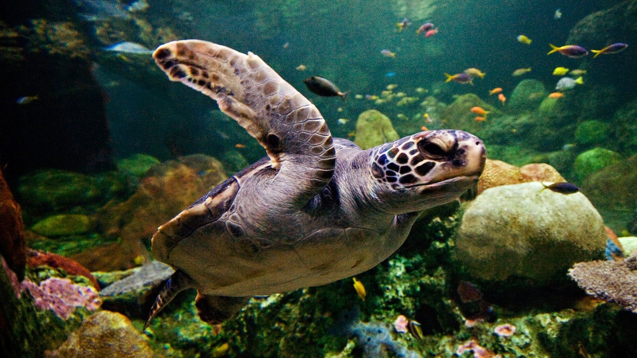 seaworld san diego sea turtles