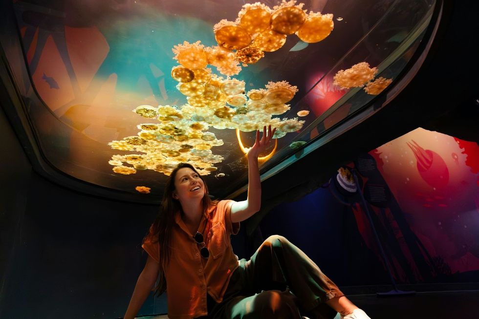 SeaWorld San Diego \u2013 \u201cJewels of the Sea".Woman reaching toward jellyfish in an aquarium tunnel display.
