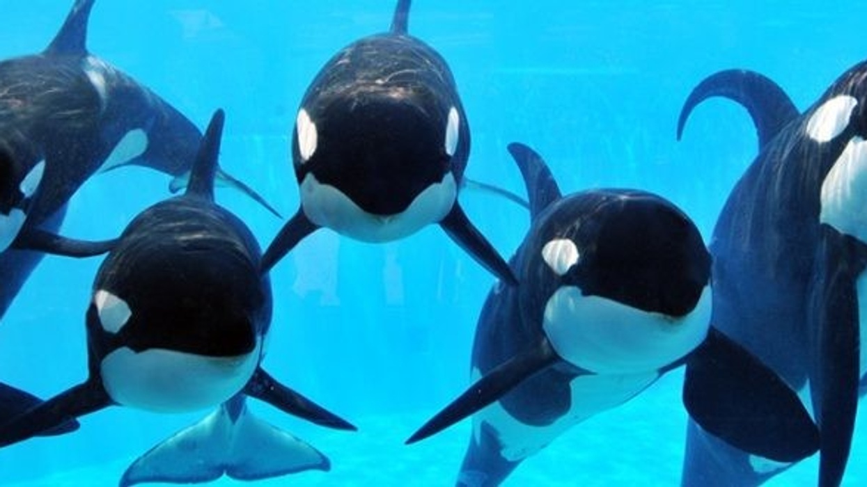 SeaWorld Zhonghong Group