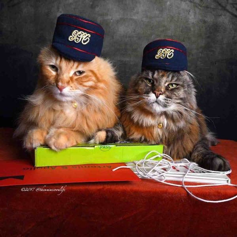 September Winners – Artemis & Apollo © 2017 @themainecoonlife the Postal Museum