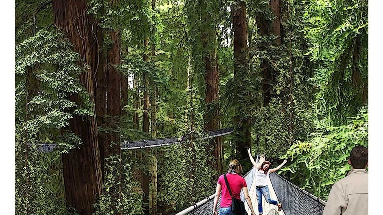 sequoia zoo redwood canopy walk masterplan
