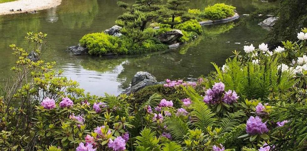 Serene pond view with lush greenery, blooming purple flowers, and small island at Montreal Botanical Garden