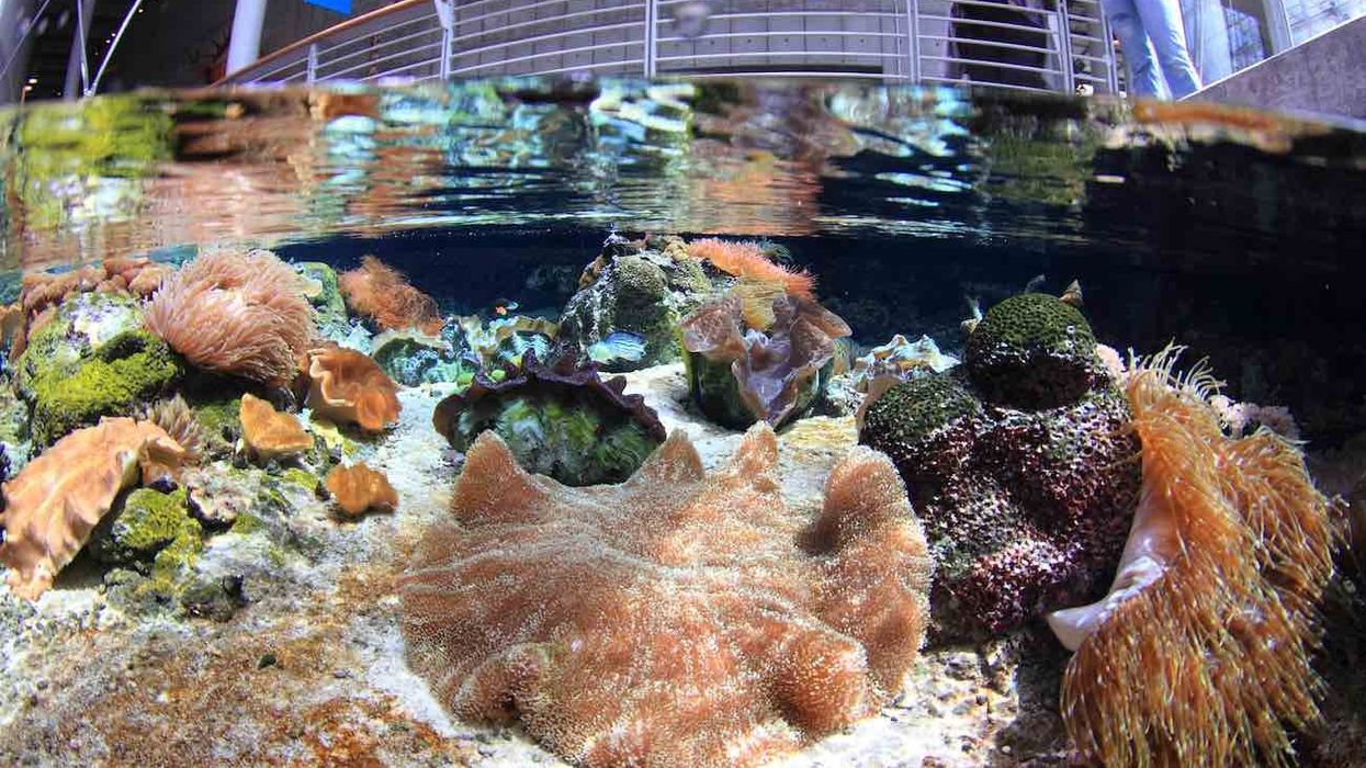 shallow_reef steinhart aquarium (Will Love © 2014 California Academy of Sciences) a