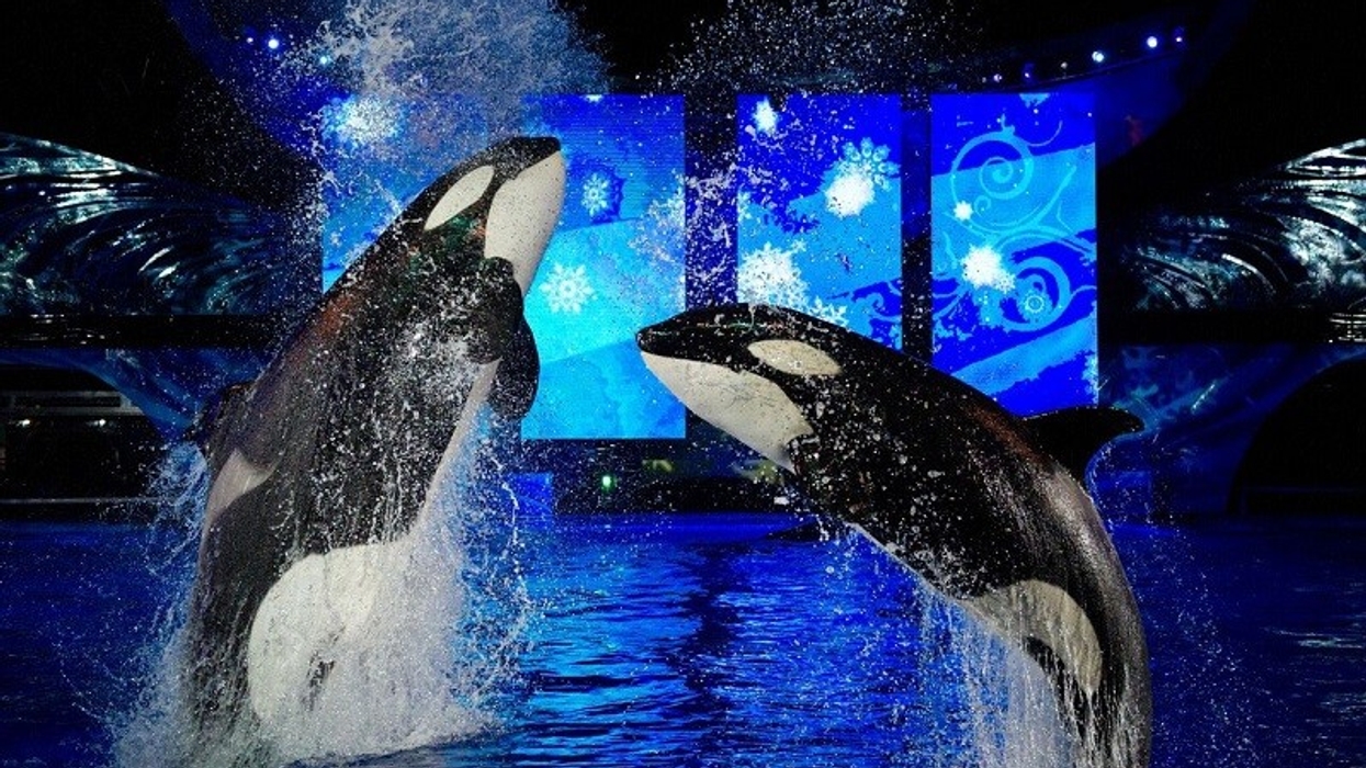 Shamu Christmas Miracles Seaworld