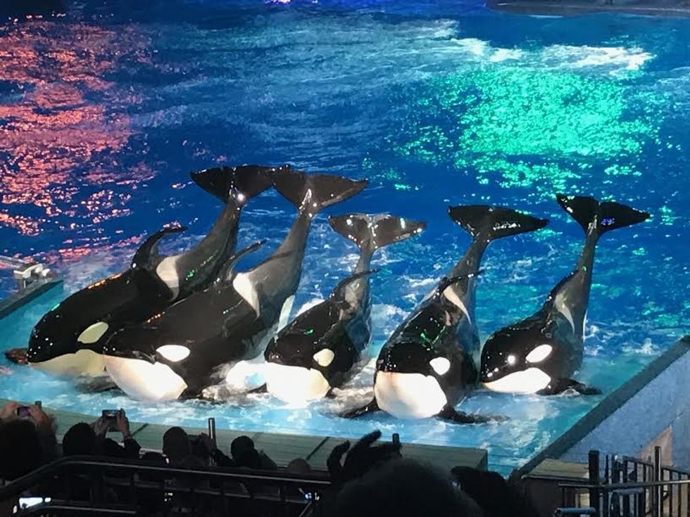 Shamu Christmas Miracles Seaworld