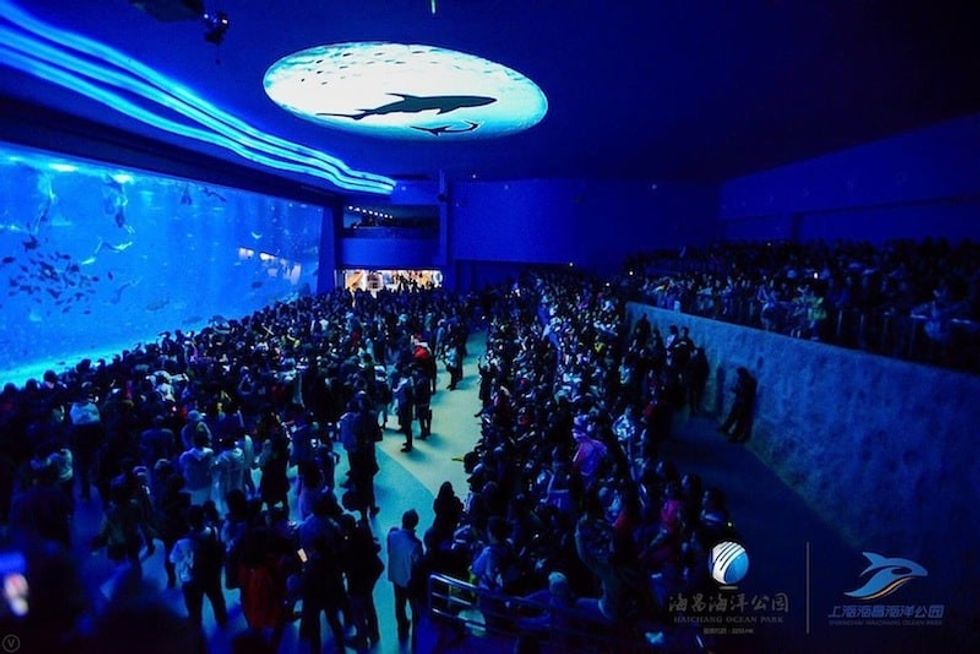 Shanghai-Haichang-Ocean-Park_aquarium
