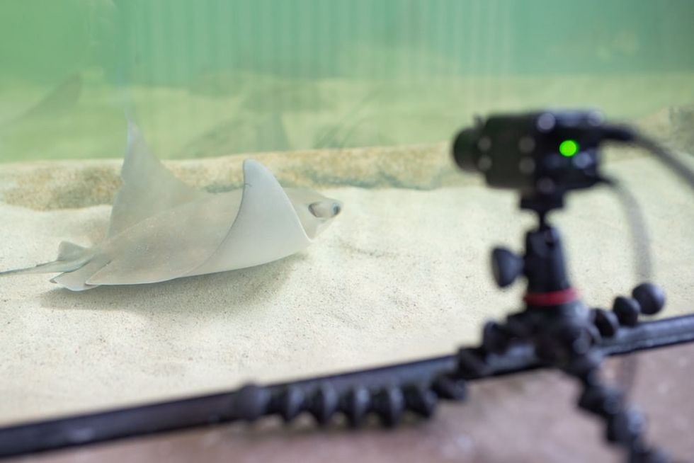 Shark and Ray Live Stream Setup