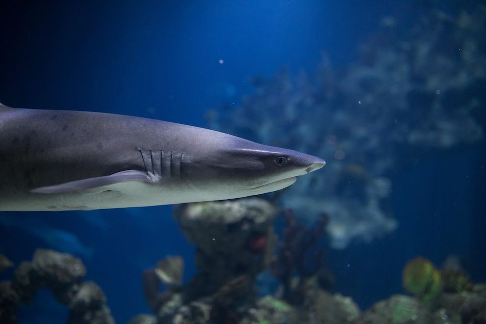 Shark at The Deep