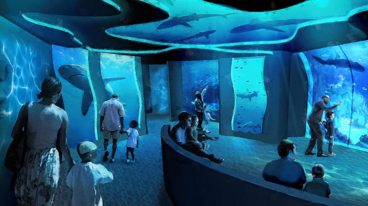 shark encounter seaworld san diego