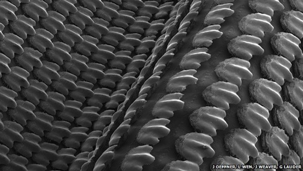 shark skin 3d printing