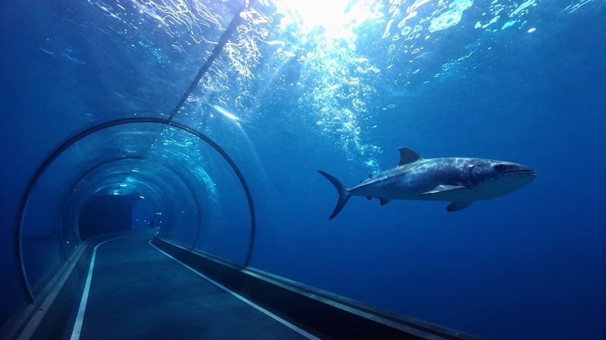 Shark swimming above an underwater glass tunnel walkway in a bright blue aquarium. OceanÉire concept art