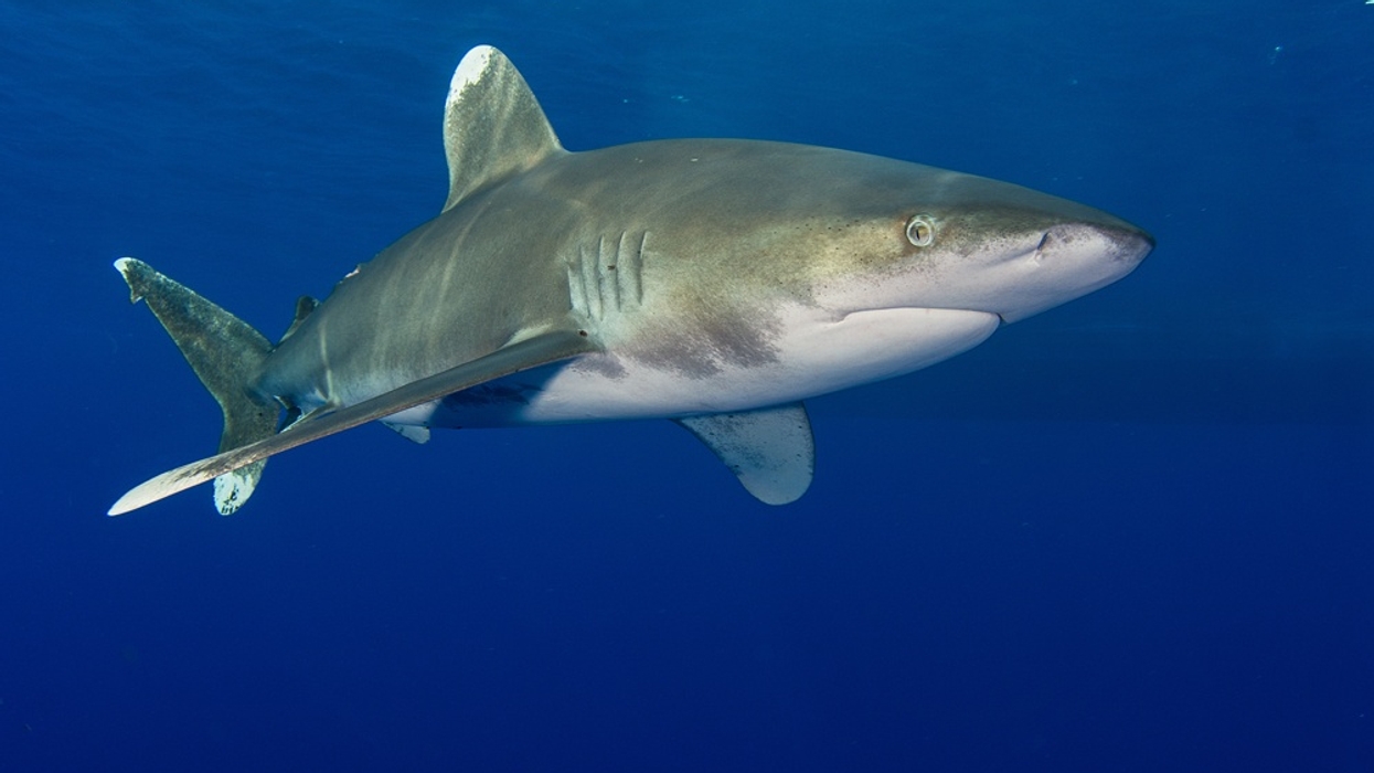 Shark swimming underwater in clear blue ocean.