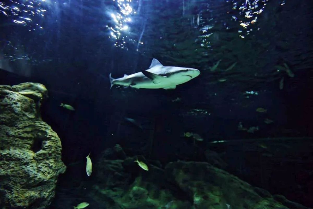 Shark swims in a dimly lit aquarium with rocks and small fish around.