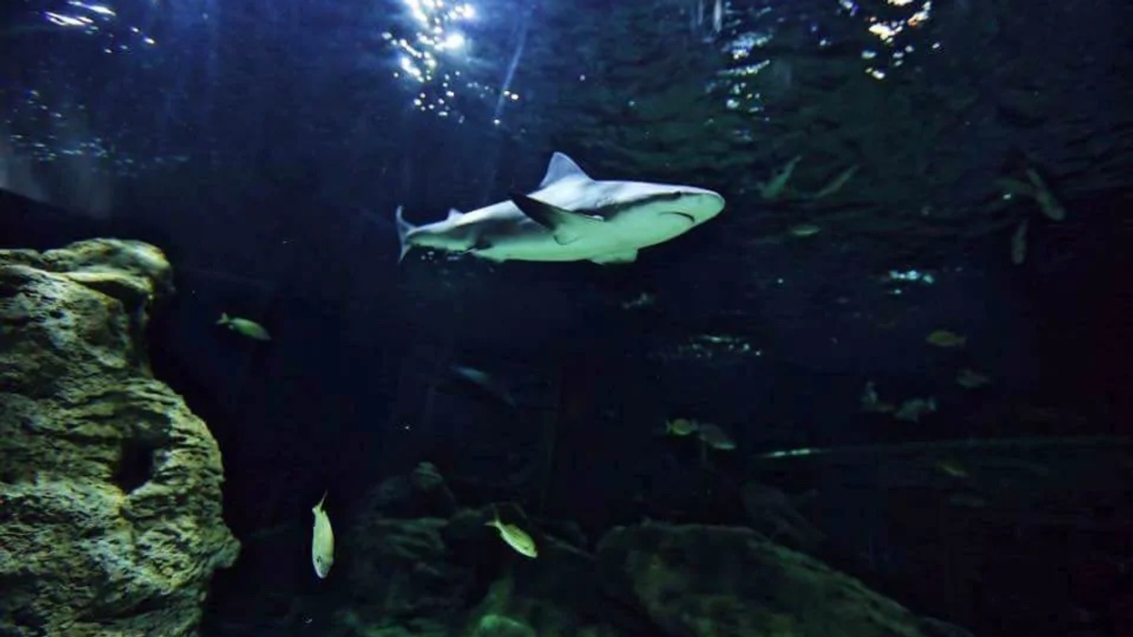 Shark swims in a dimly lit aquarium with rocks and small fish around.