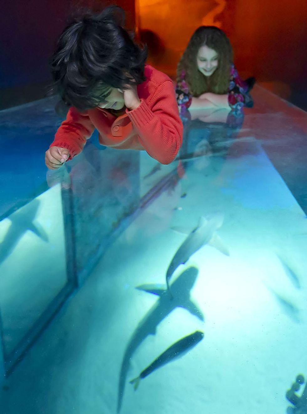 Shark Walk sealife london