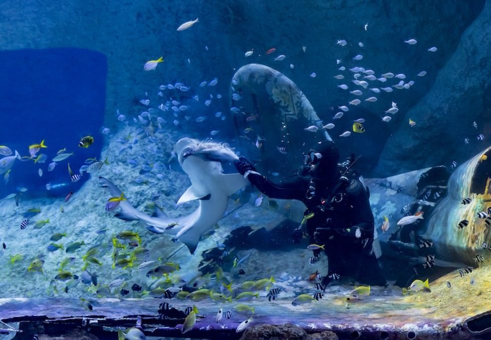 Sharks at NTA