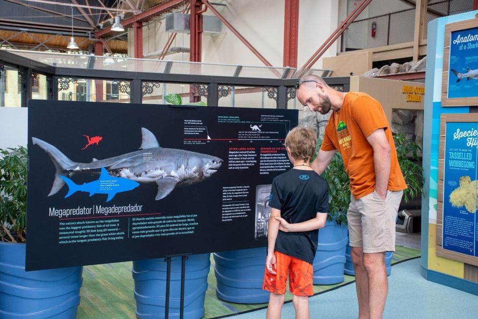 Sharks at St. Louis Aquarium, courtesy Photo Team, St. Louis Aquarium