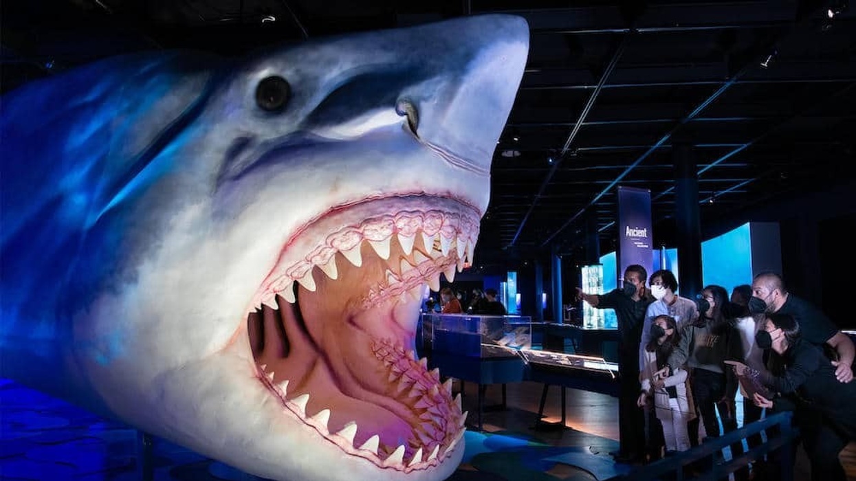 Sharks traveling exhibition american museum of natural history