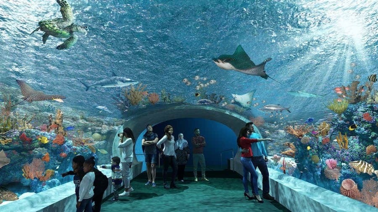 Shedd Aquarium plans