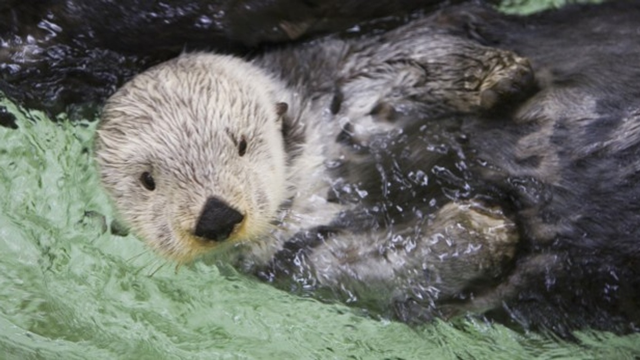 Shedd Aquarium