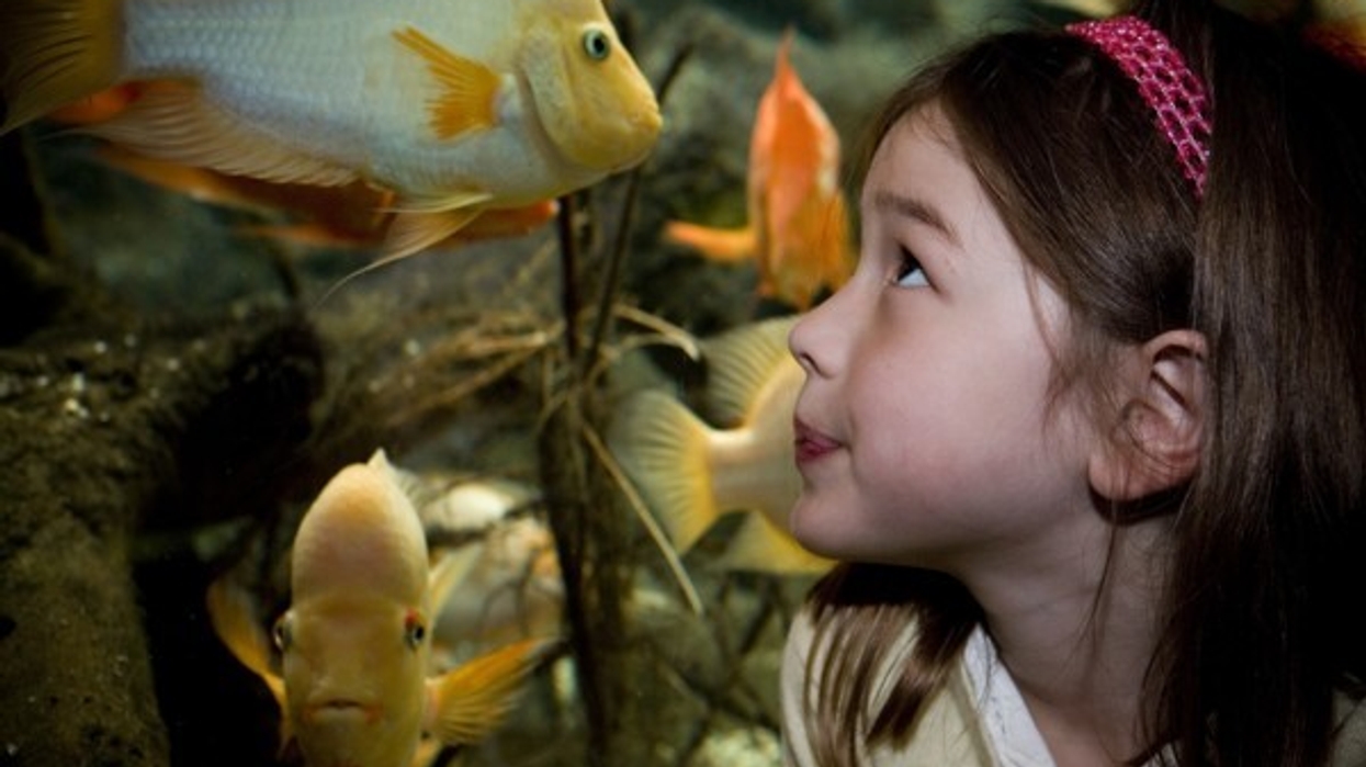 shedd aquarium