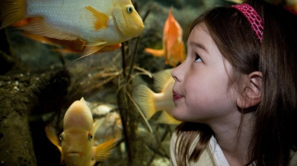 shedd aquarium