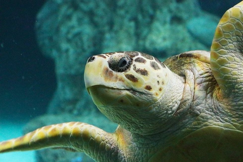 Shelldon the Turtle