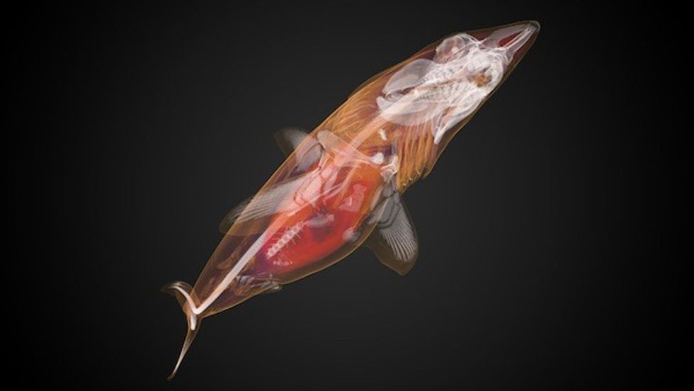 Shortfin Mako Frost Science