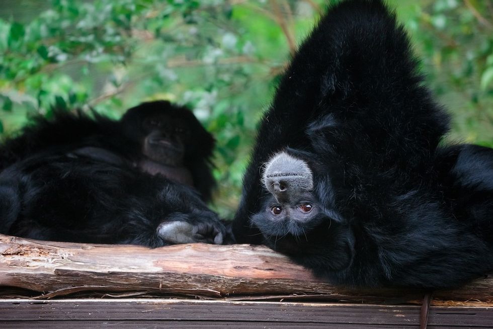 Siamang Gibbon Auckland Zoo blooloop