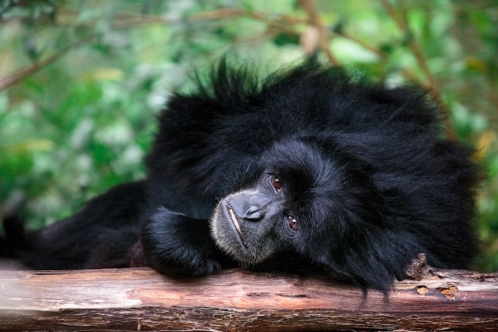 Siamang Gibbon Auckland Zoo