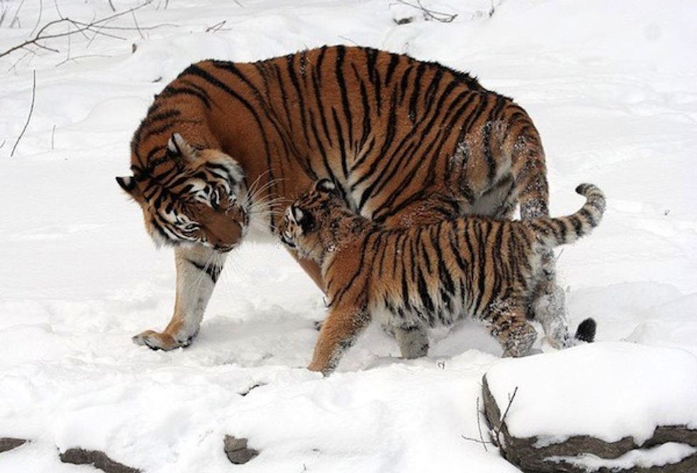 Siberian Tiger mother and cub, Buffalo Zoo