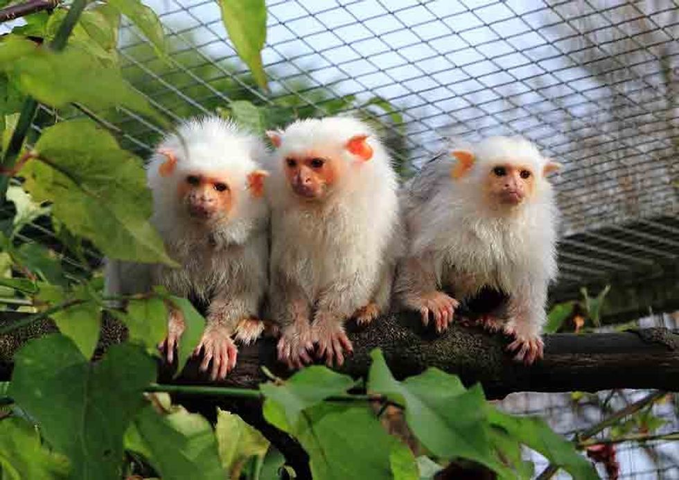 silveries monkeys on branch