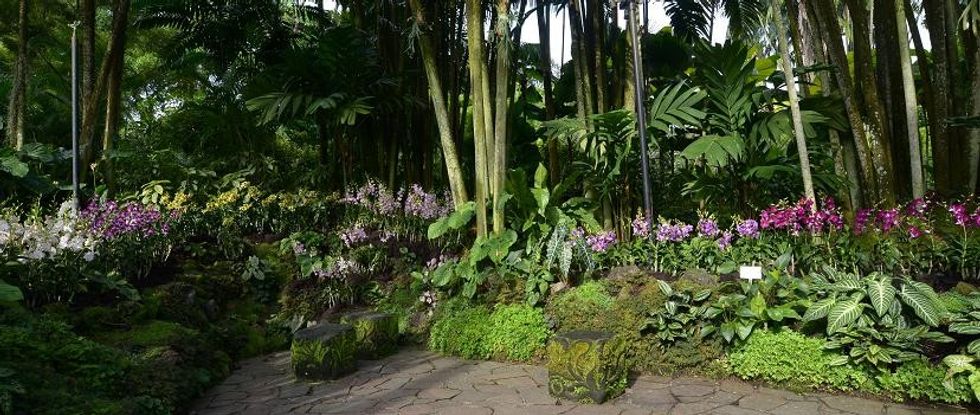 Singapore Orchid Garden Botanical 4