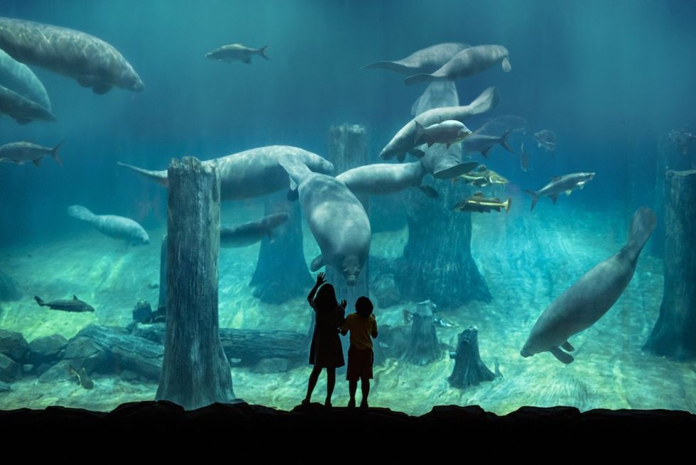 Singapore River Wonders Amazon Flooded Forest - Manatee