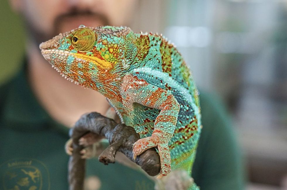 singapore zoo lizard