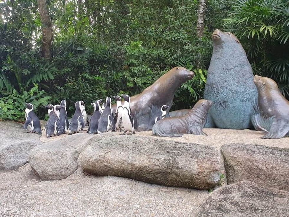 Singapore Zoo_penguins at sea lion statues wildlife reserves singapore