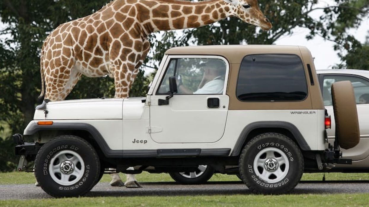 six flags great adventure safari drive-through